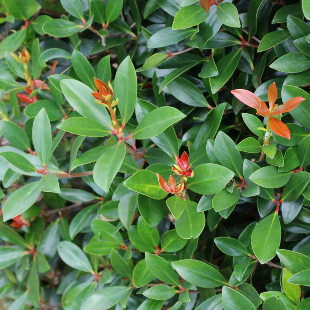 Japonica Cleyera - 3 Gallon