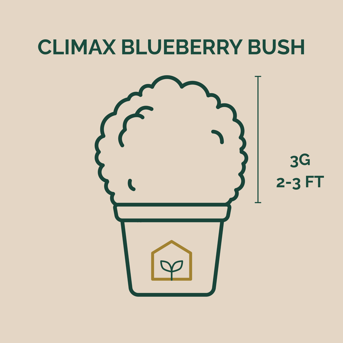 Illustration of a Climax Blueberry Bush with dimensions on a beige background