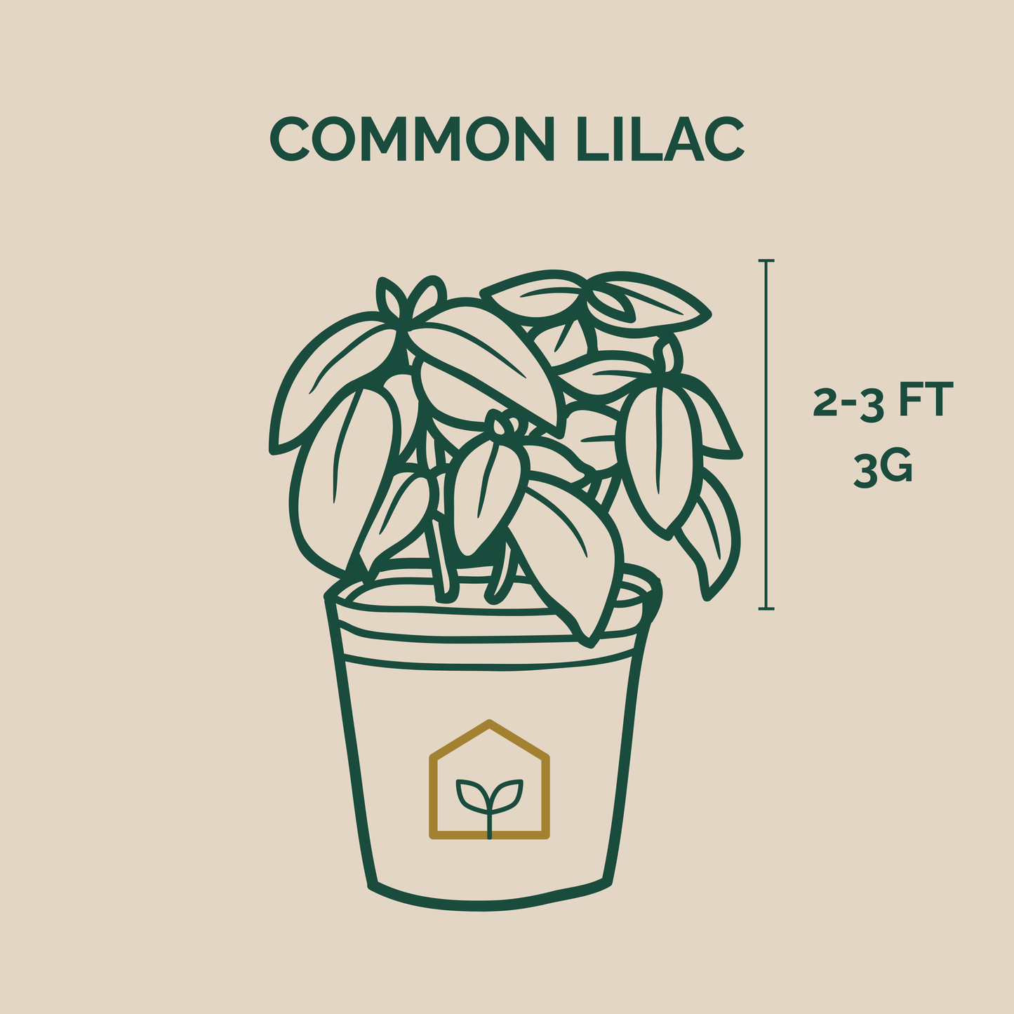 Illustration of a potted plant with text indicating 'Common Lilac' and dimensions on a beige background.