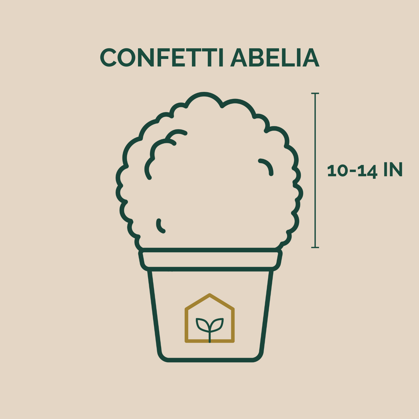 Confetti® Abelia - 3 Gallon