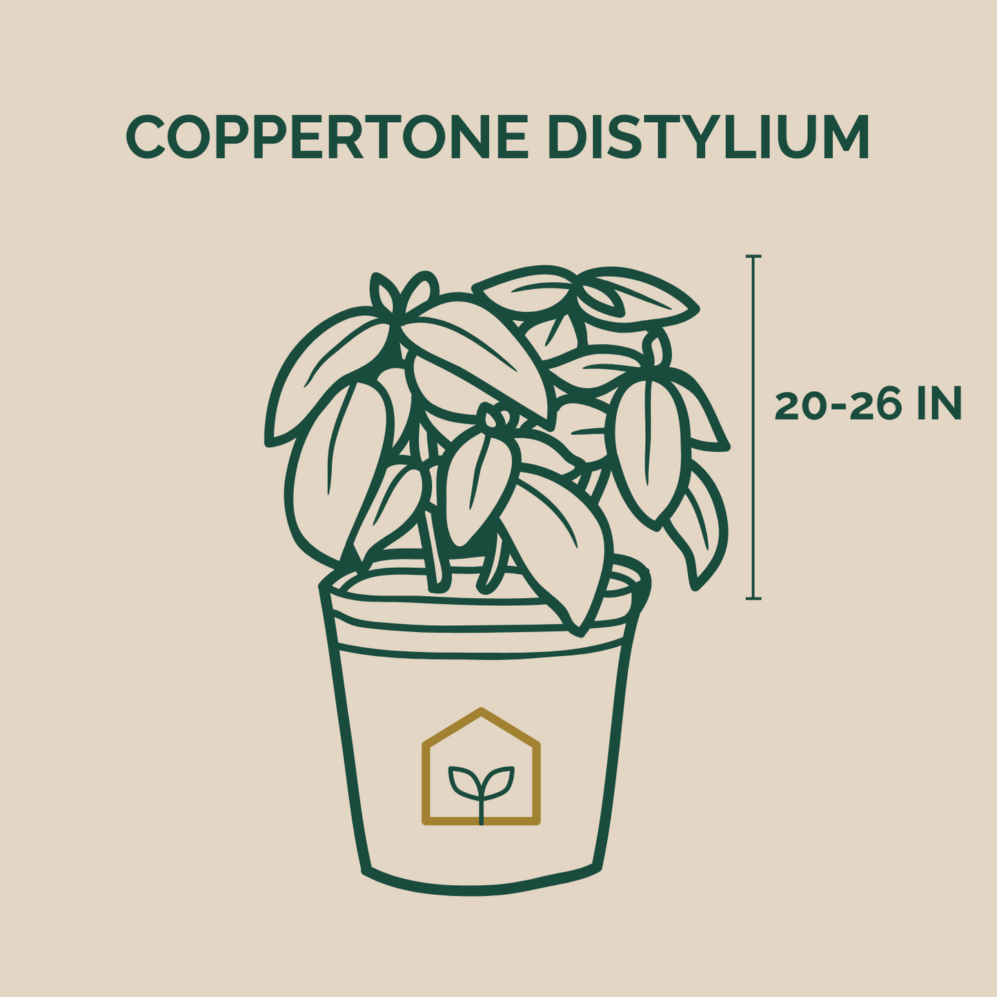 Coppertone Distylium - 3 Gallon
