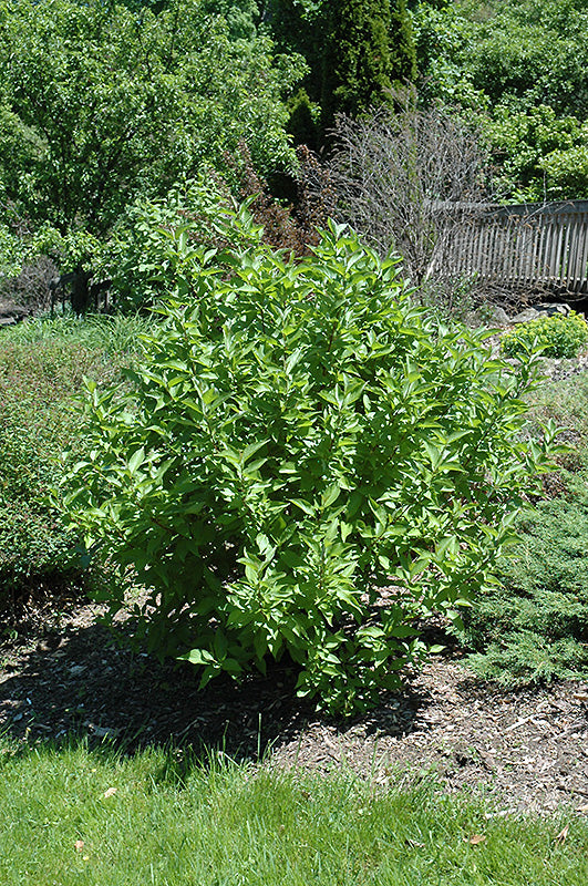 Arctic Fire® Red Twig Dogwood - 3 Gallon