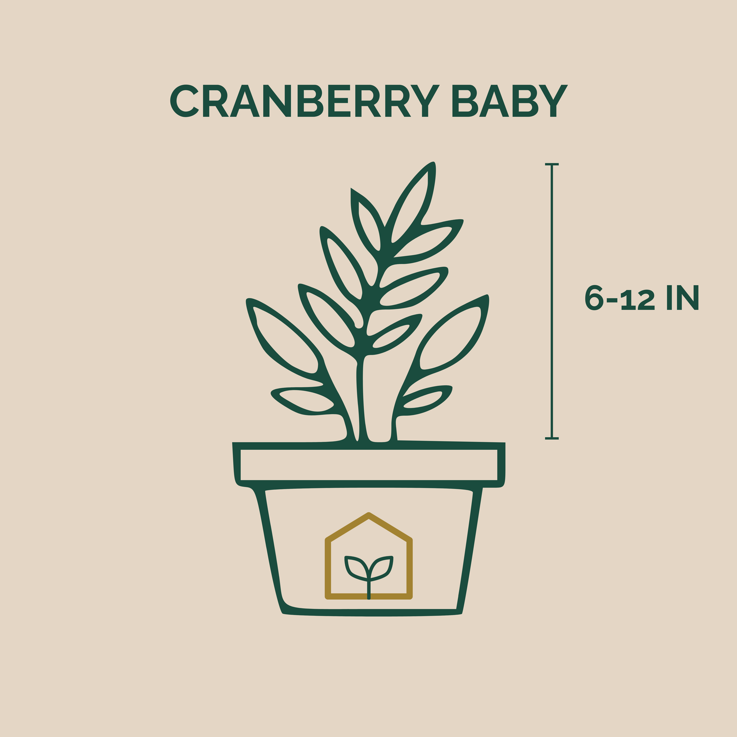 Illustration of a potted plant with 'Cranberry Baby' text and plant size measurement on a beige background.