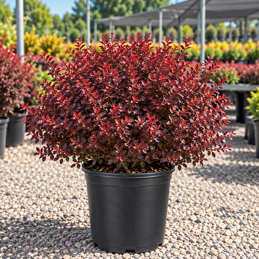 Crimson Pygmy Barberry