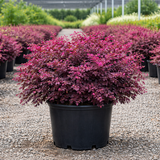 Row of potted plants with purple foliage in a nursery setting