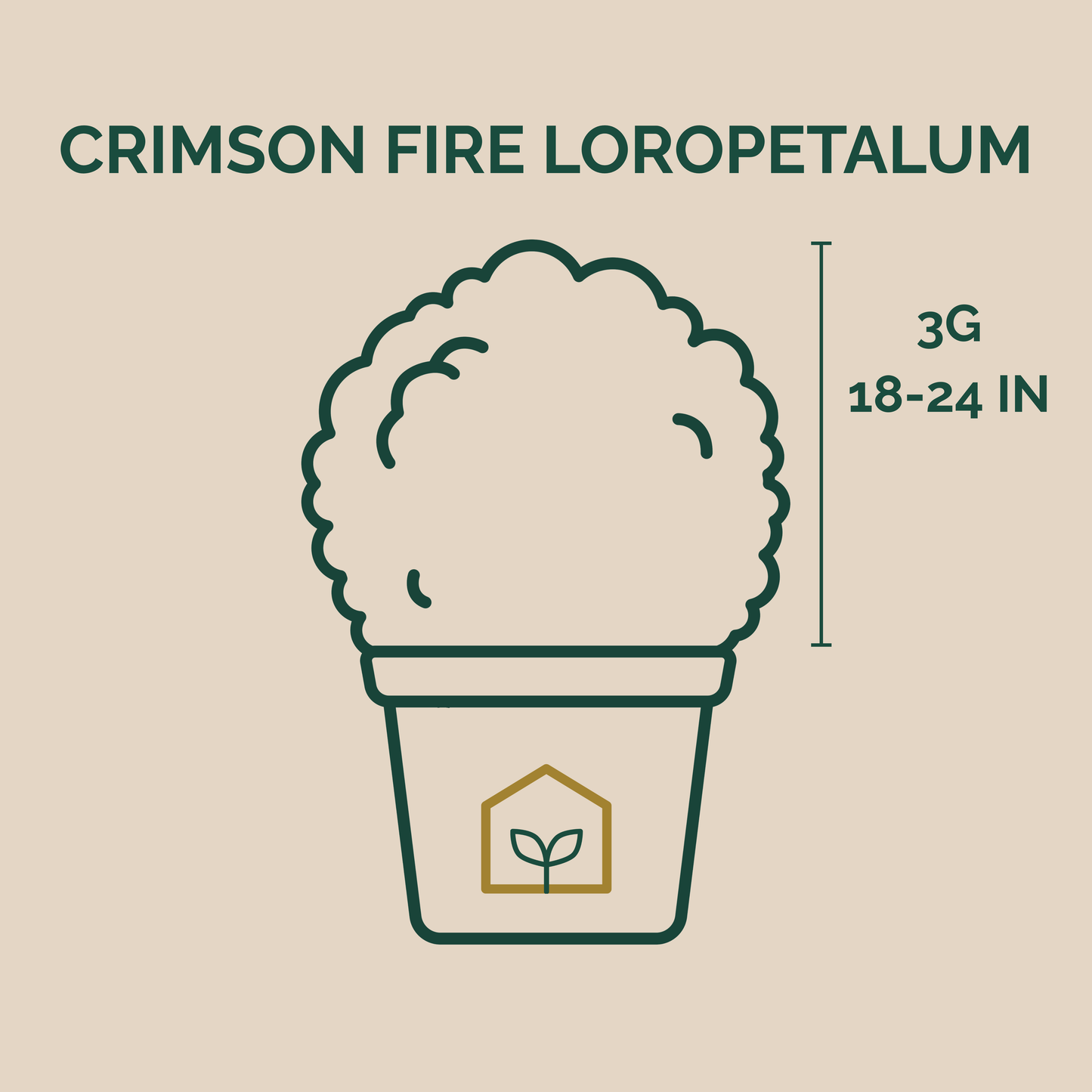 Illustration of a potted plant with text indicating 'Crimson Fire Loropetalum' and dimensions on a beige background.