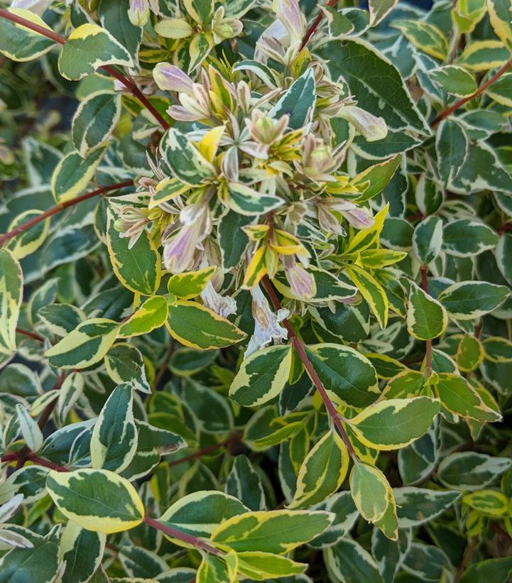 Radiance Abelia - 3 Gallon