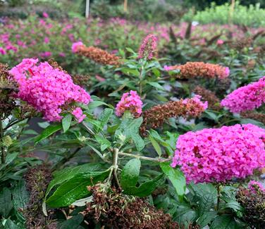 Pugster Pinker® Butterfly Bush - 3 Gallon