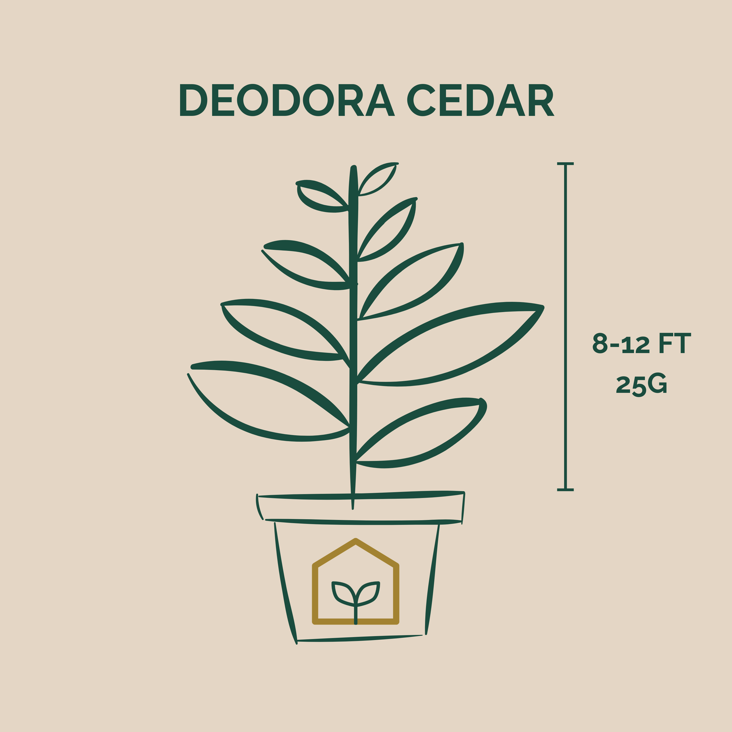Illustration of a Deodora Cedar plant with dimensions on a beige background