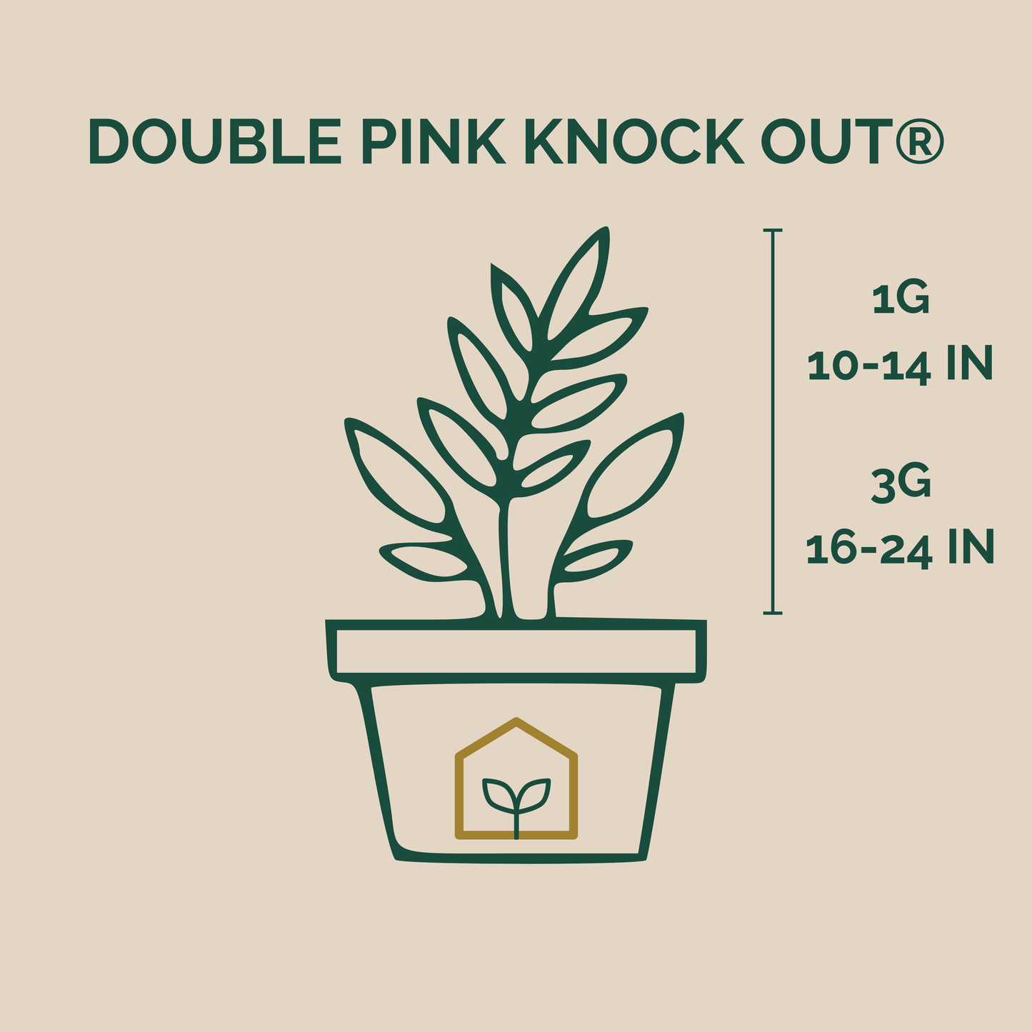 Illustration of a potted plant with 'Double Pink Knock Out' text and plant size indicators on a beige background.