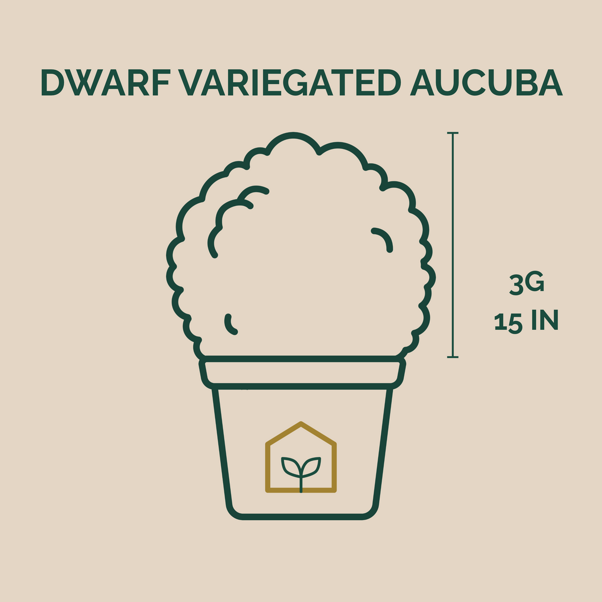 Dwarf Variegated Aucuba (Spotted Laurel)