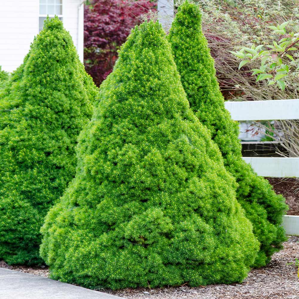 Dwarf Alberta Spruce - 3 Gallon