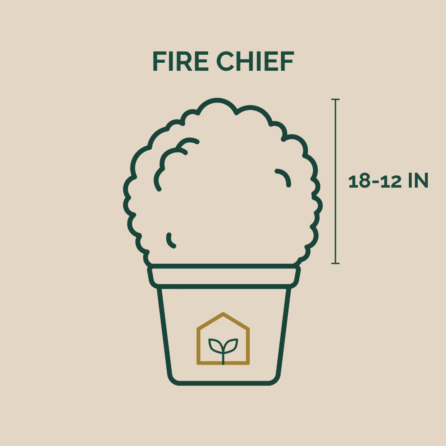 Illustration of a potted plant with dimensions on a beige background