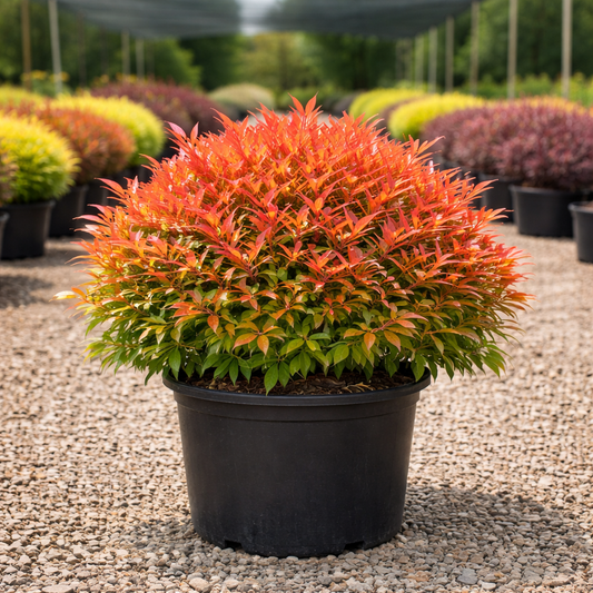 Potted plant with orange and green leaves in a garden setting