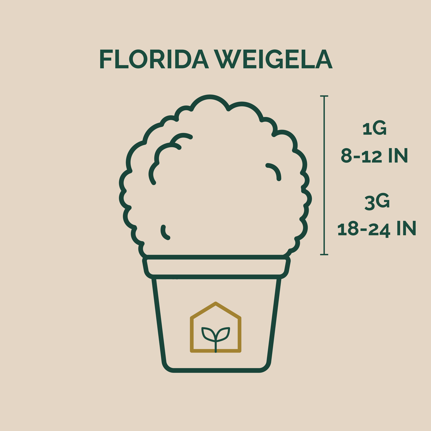Illustration of a Florida Weigela plant with size measurements on a beige background