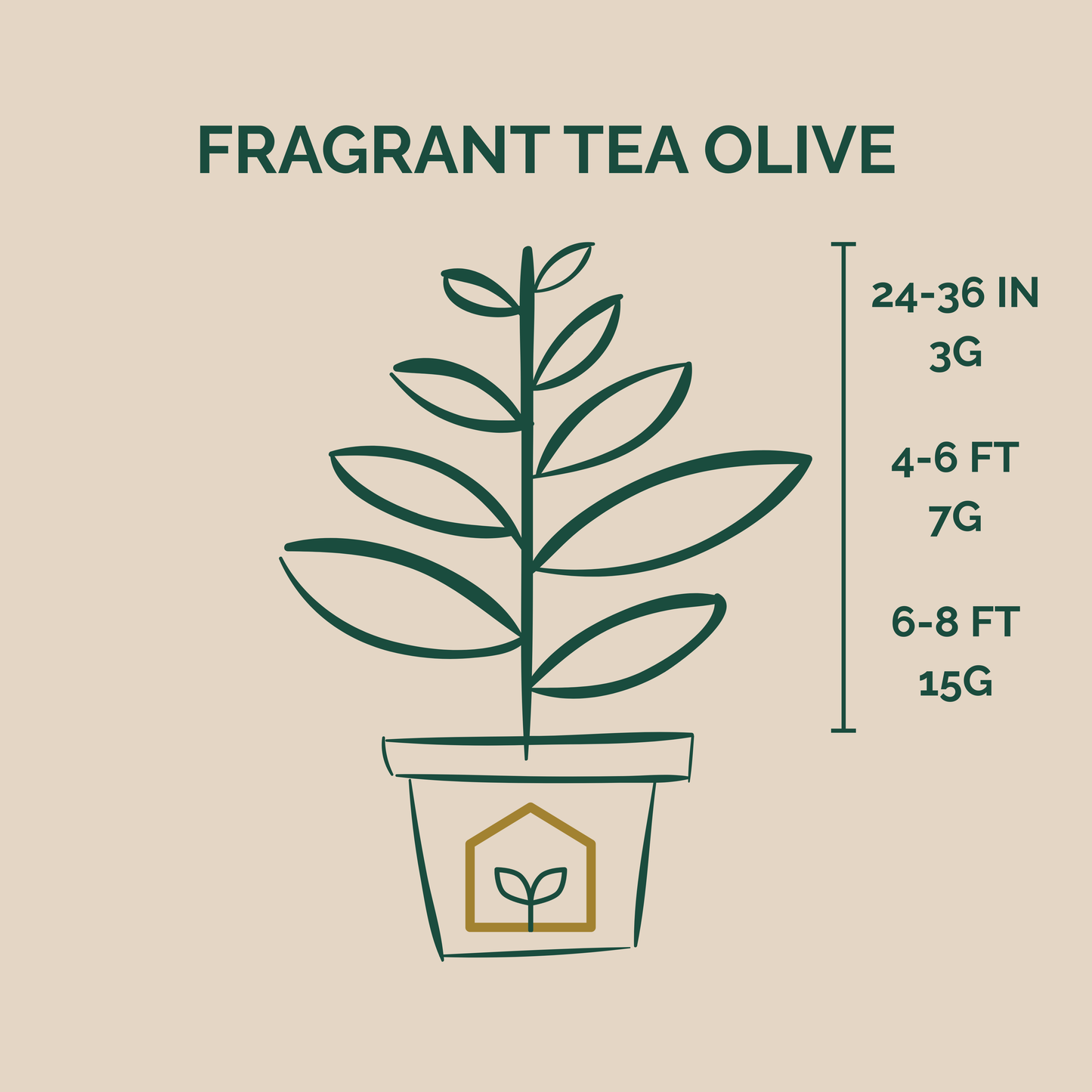 Illustration of a potted Fragrant Tea Olive plant with growth height and weight measurements on a beige background.