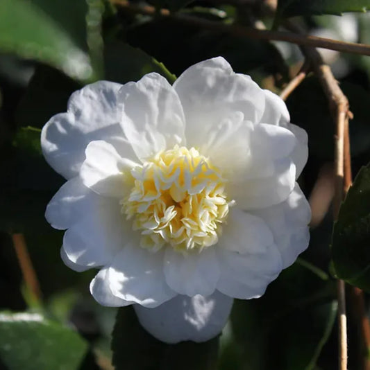 Winter's Snowman Camellia