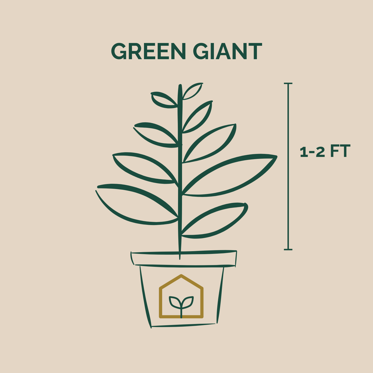 Thuja Green Giant Arborvitae