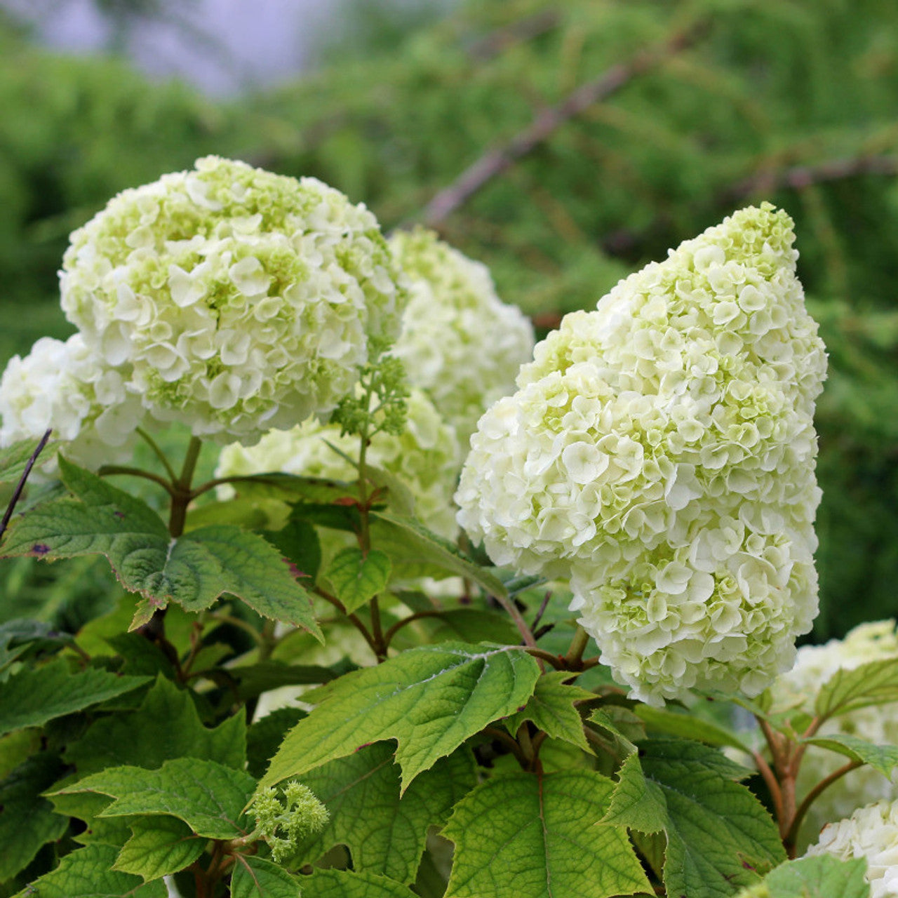 Gatsby Gal® Oakleaf Hydrangea - 3 Gallon
