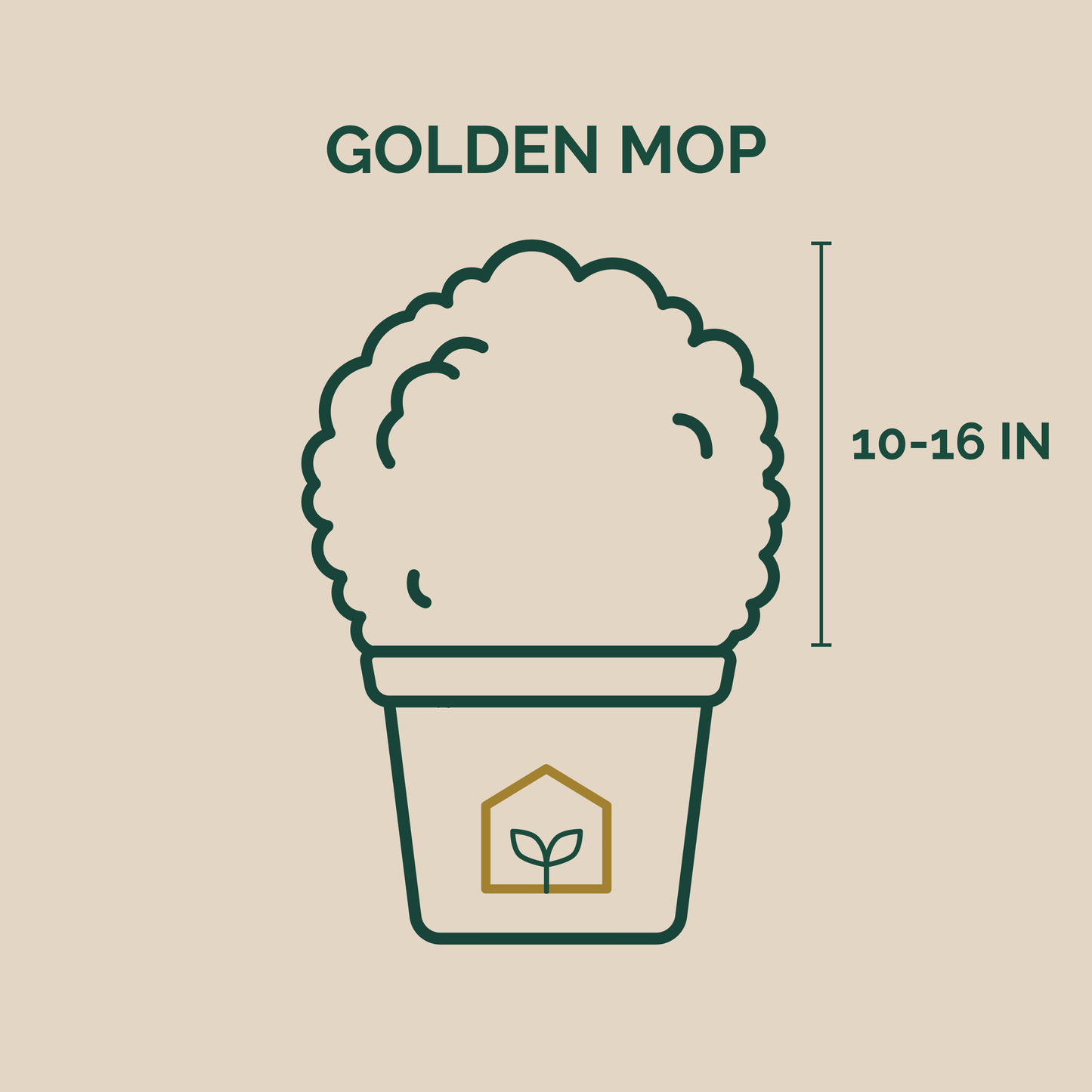 Illustration of a Golden Mop with dimensions on a beige background