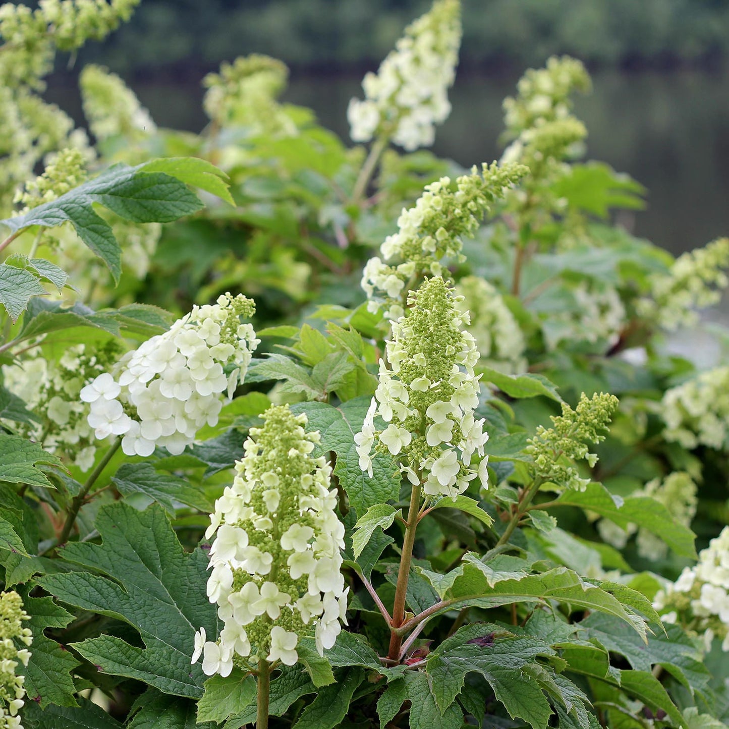 Gatsby Gal® Oakleaf Hydrangea - 3 Gallon