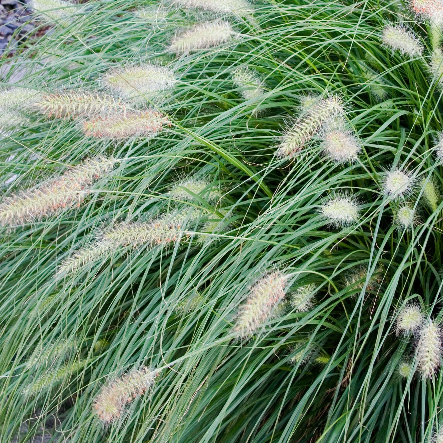 HameIn Dwarf Fountain Grass - 3 Gallon