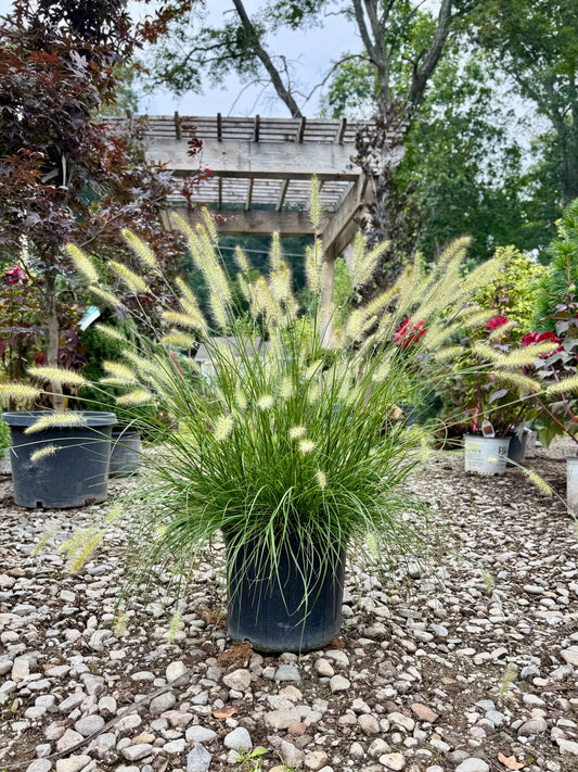 HameIn Dwarf Fountain Grass - 3 Gallon