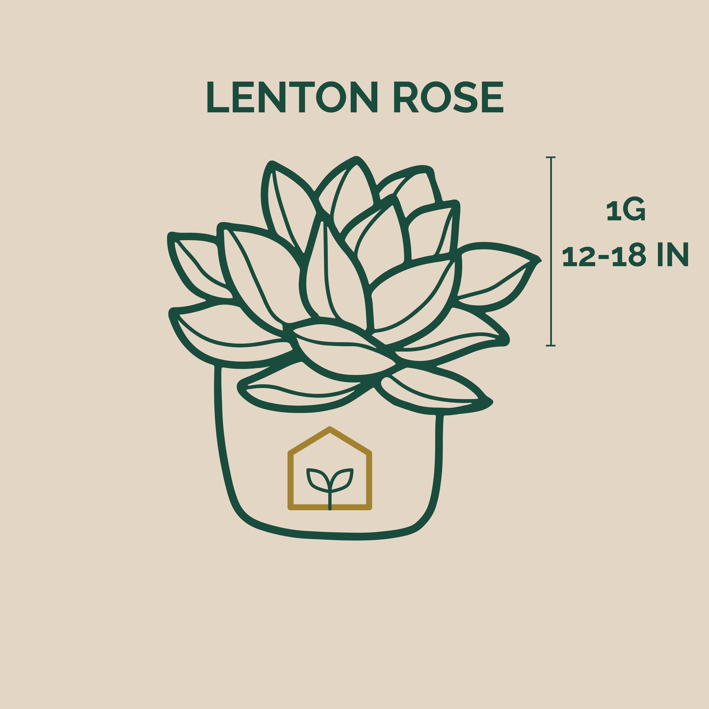 Illustration of a Lenton Rose plant with dimensions on a beige background
