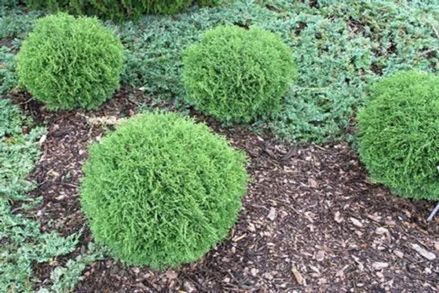 Hetz Midget Thuja - 3 Gallon