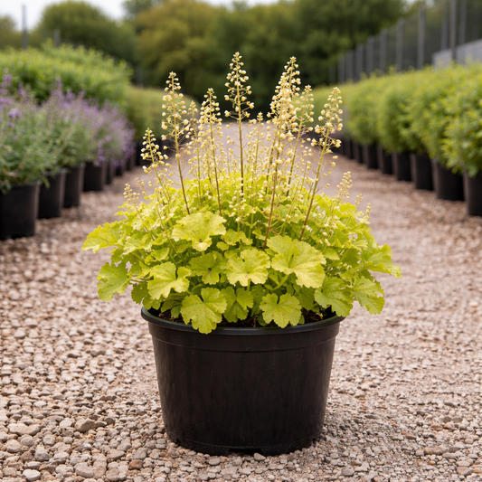 Potted plant with yellow leaves and tall spikes in a garden setting