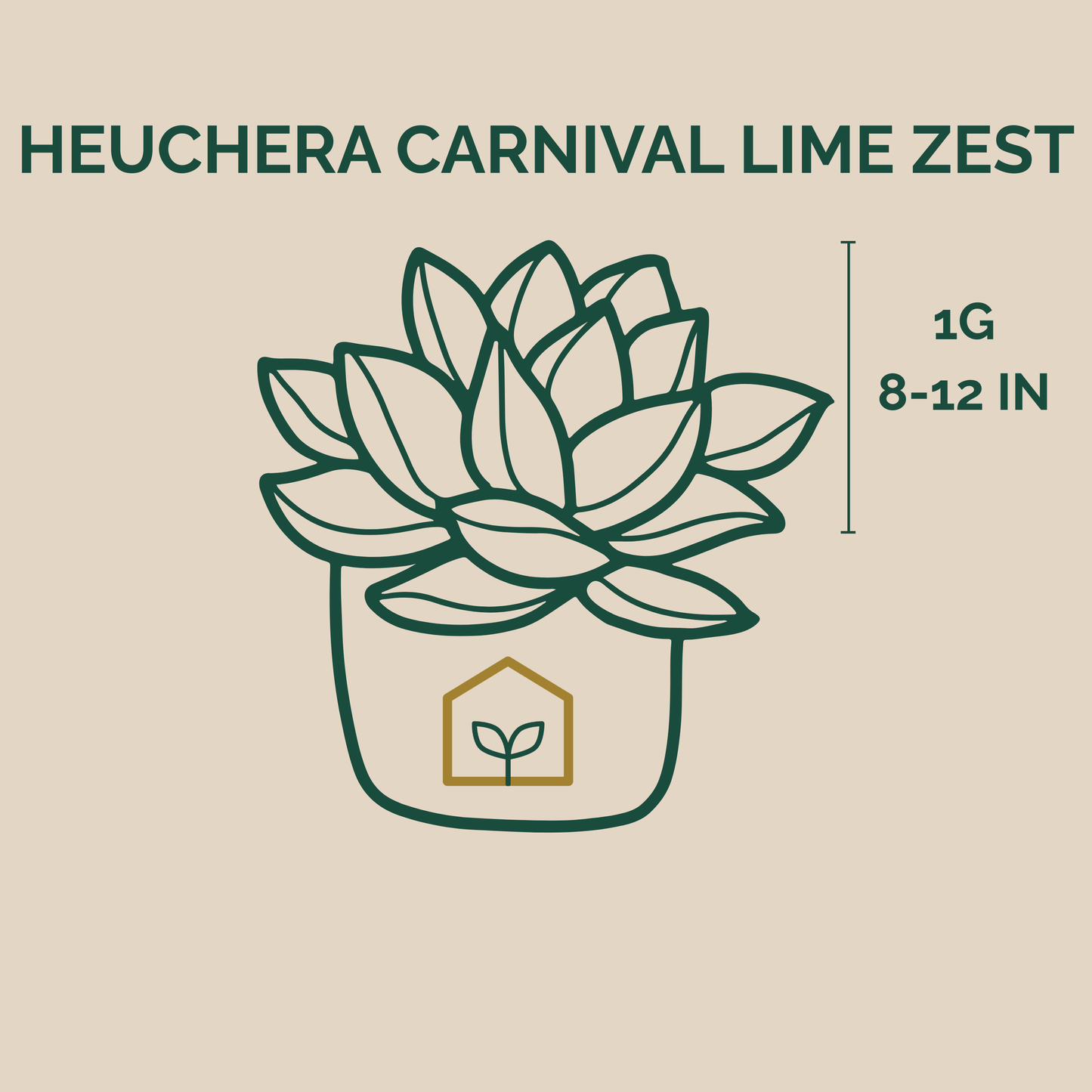 Illustration of a potted plant with text indicating 'Heuchera Carnival Lime Zest' on a beige background.