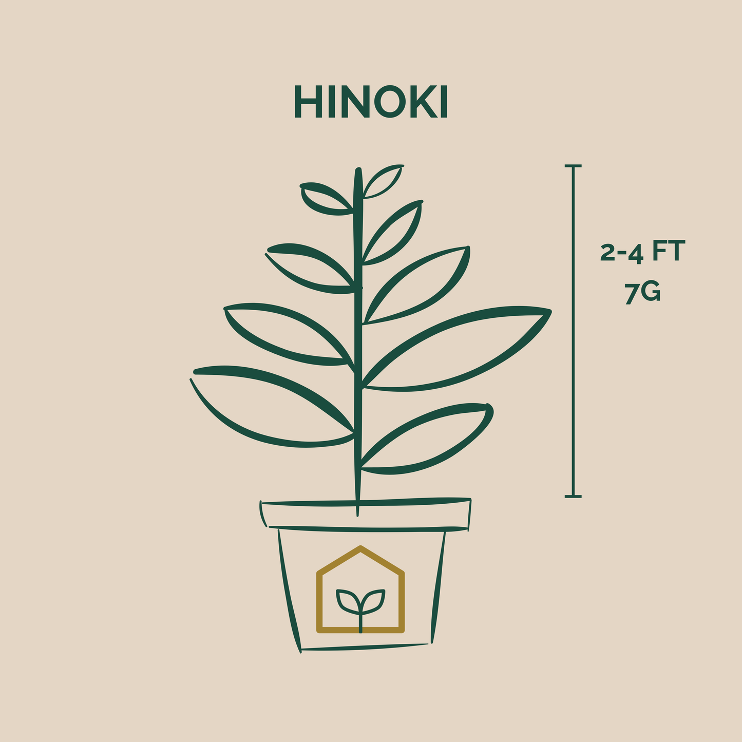 Illustration of a Hinoki plant with dimensions on a beige background