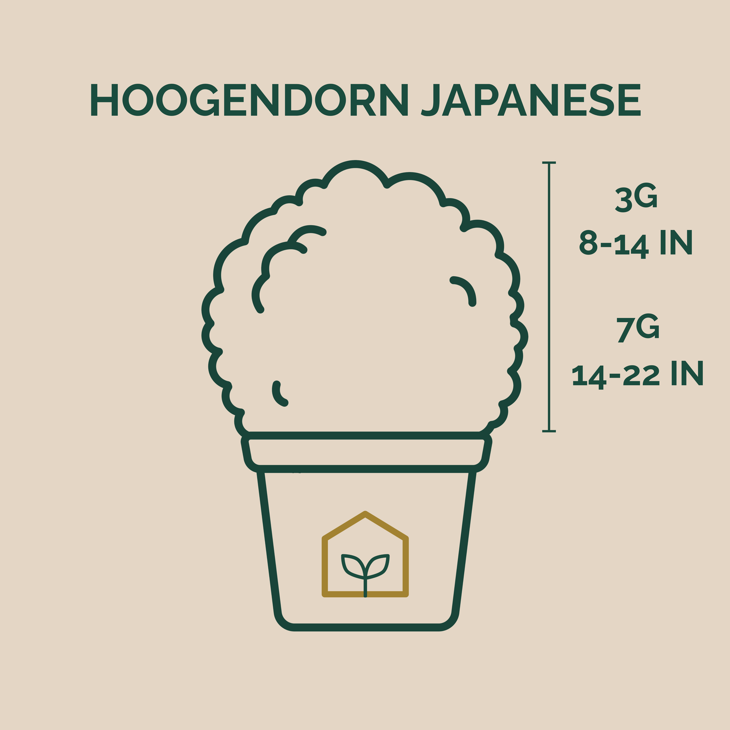 Illustration of a plant labeled 'Hoogendorn Japanese' with size measurements on a beige background.
