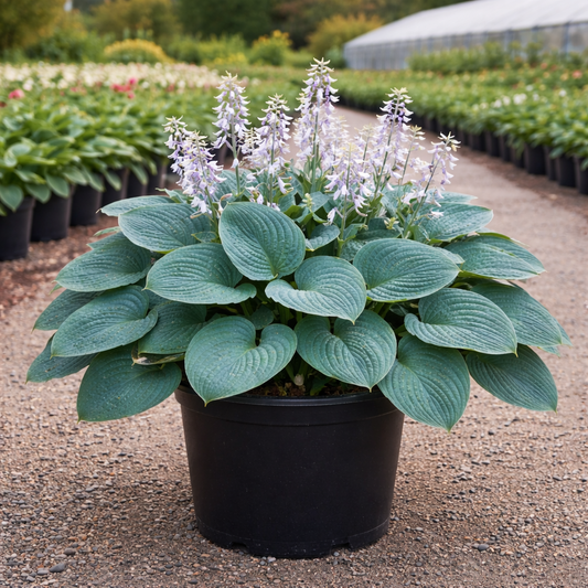 Potted plant with large green leaves and small white flowers in a garden setting.