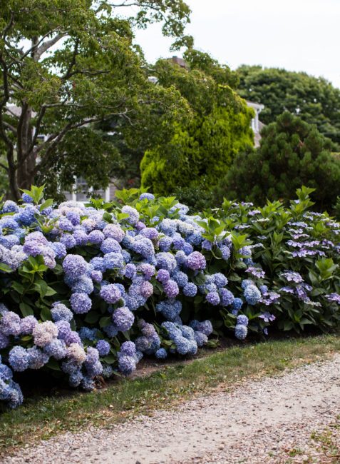 Endless Summer Hydrangea - 3 Gallon