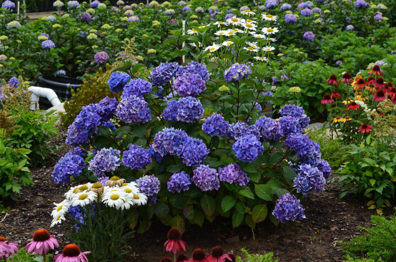 Endless Summer Hydrangea - 3 Gallon