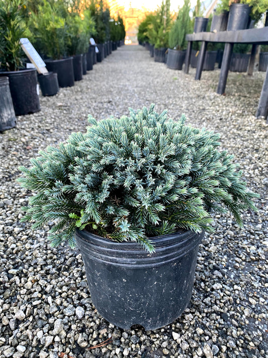 Blue Star Juniper - 3 Gallon