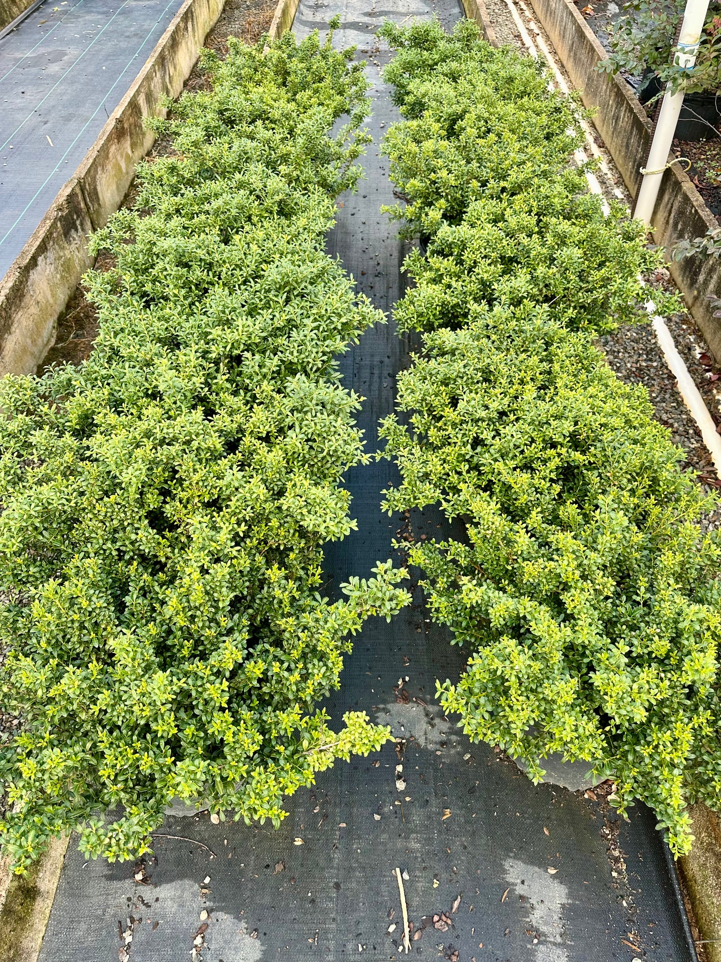 Soft Touch Holly - 3 Gallon