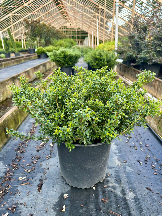 Soft Touch Holly - 3 Gallon