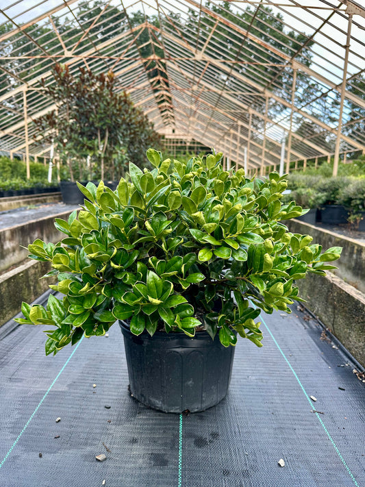 Carissa Holly - 3 Gallon