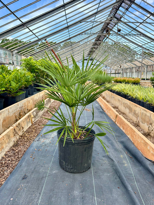 Windmill Palm Tree - 3 Gallon