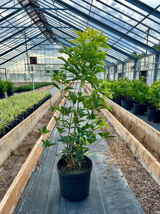 Fragrant Tea Olive Tree - 3 Gallon