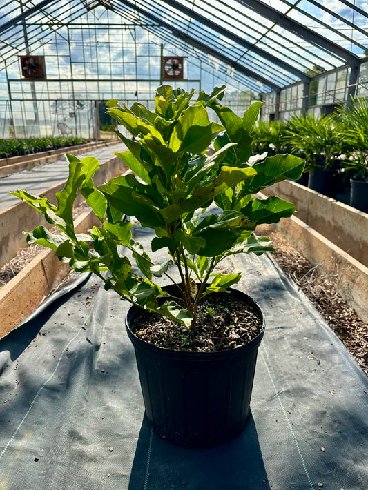 Jane Magnolia - 1-2 Feet