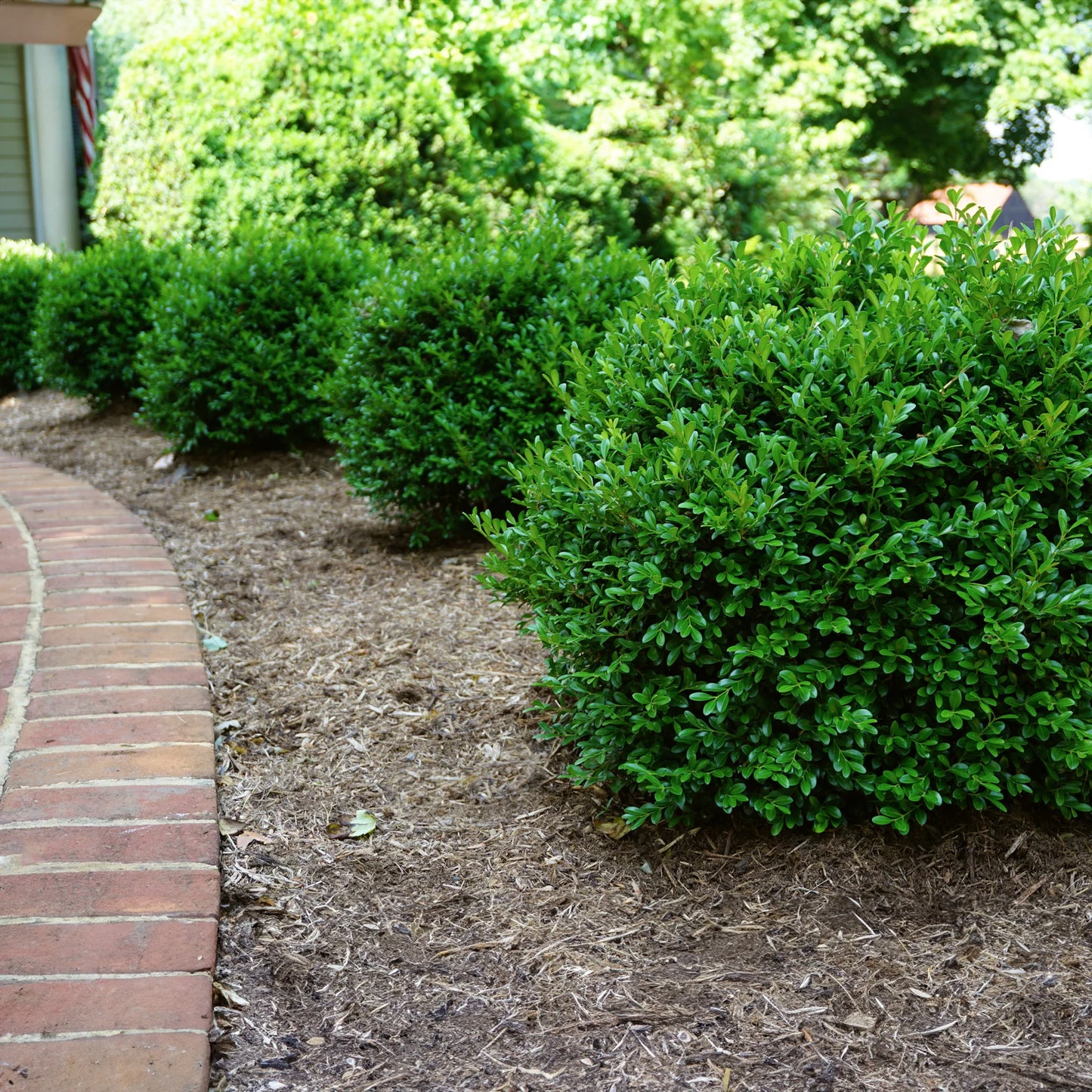 NewGen Independence Boxwood