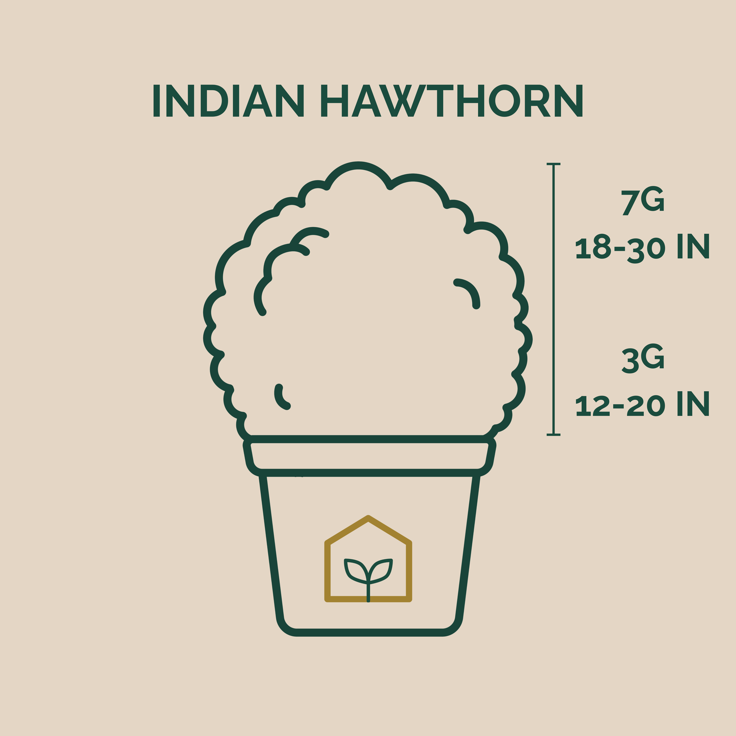 Measurements of Indian Hawthorn in 3 Gallon and 7 Gallon Pots