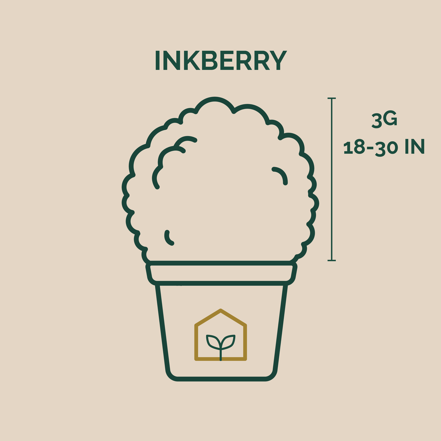 Illustration of a plant pot with 'Inkberry' branding and product details on a beige background.