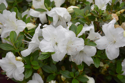 Autumn Angel® Encore® Azalea - 3 Gallon