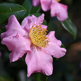 Winter's Star Camellia