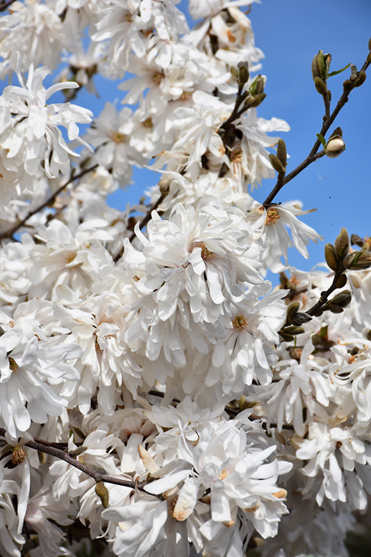 Royal Star Magnolia