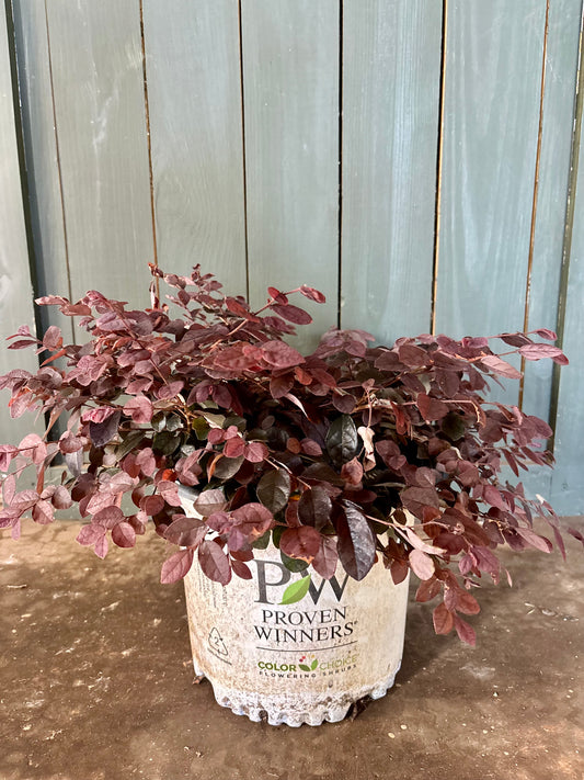 3 Gallon Plant with Purple Foliage in Proven Winners Pot